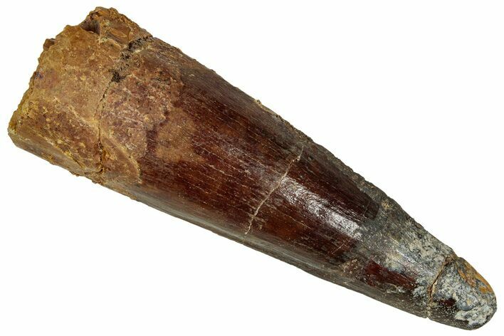 Fossil Spinosaurus Tooth - Real Dinosaur Tooth #327637